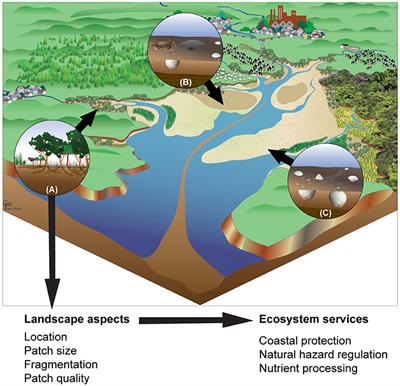 Frontiers | The Challenges Associated With Connectivity in Ecosystem